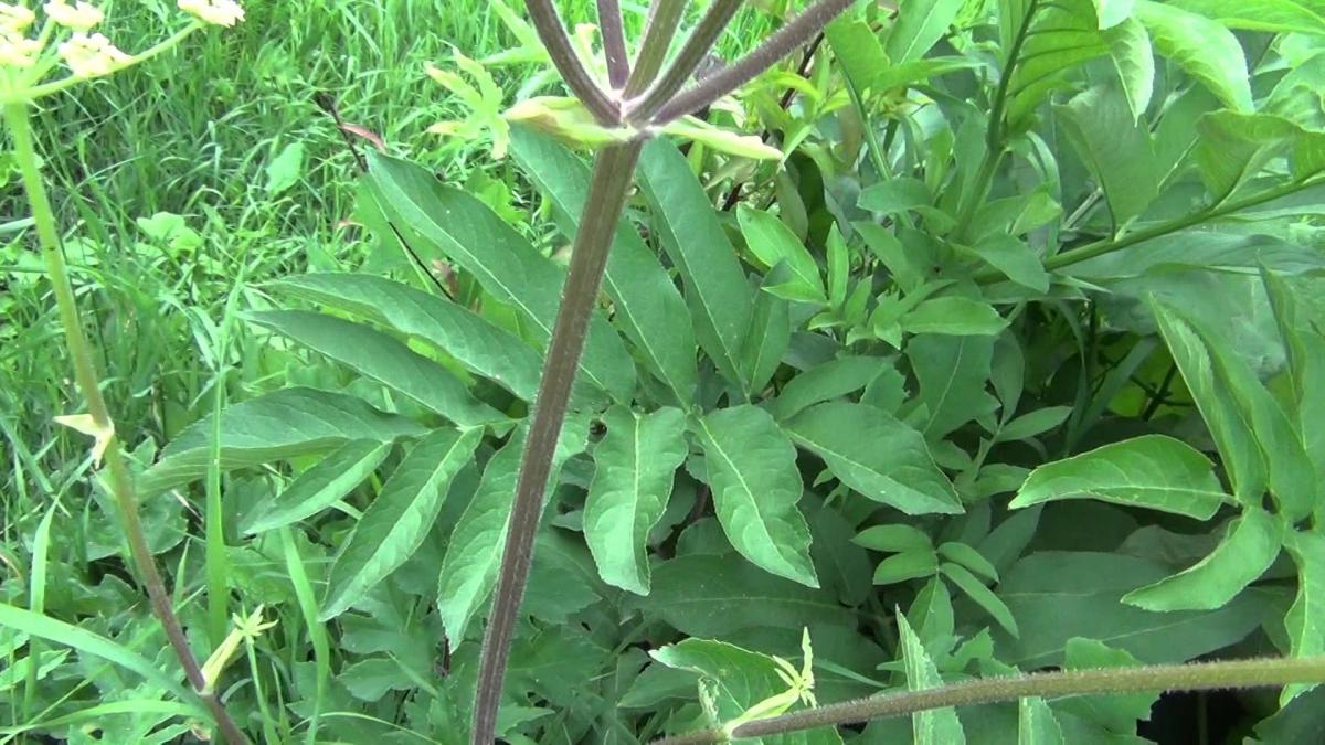 tratamente naturiste impotriva impotentei si a infertilitatii un fruct si o buruiana fac minuni