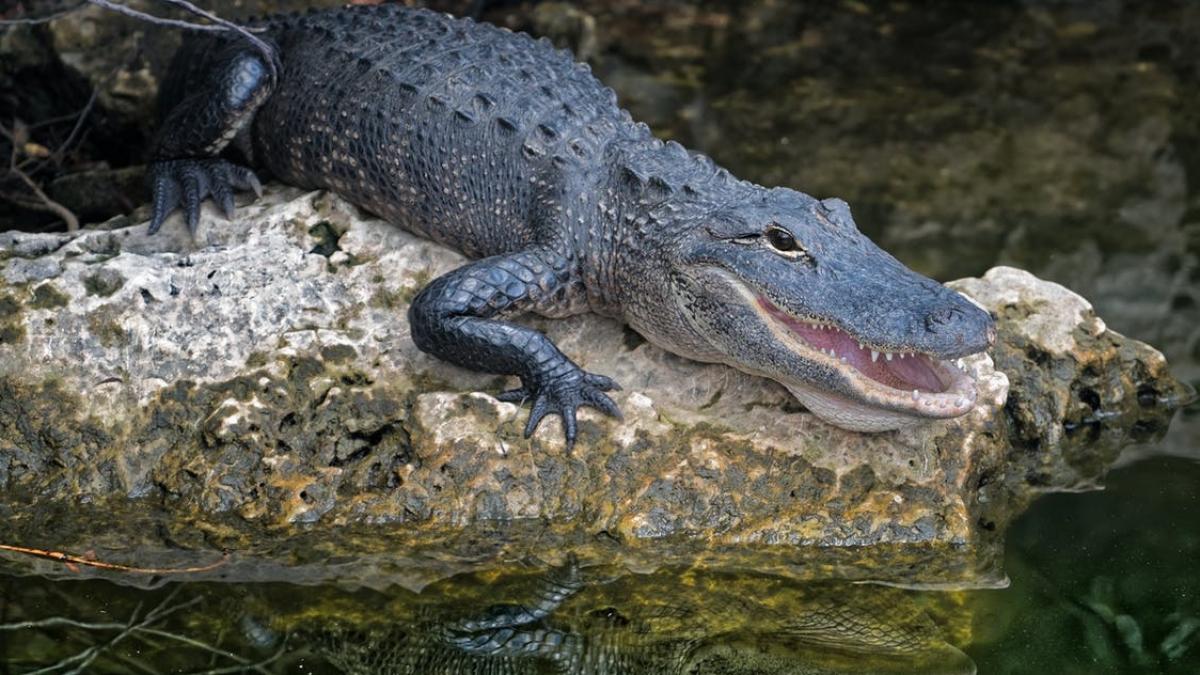 un turist a fost ucis de un crocodil in timp ce se plimba prin parc cu sotia sa