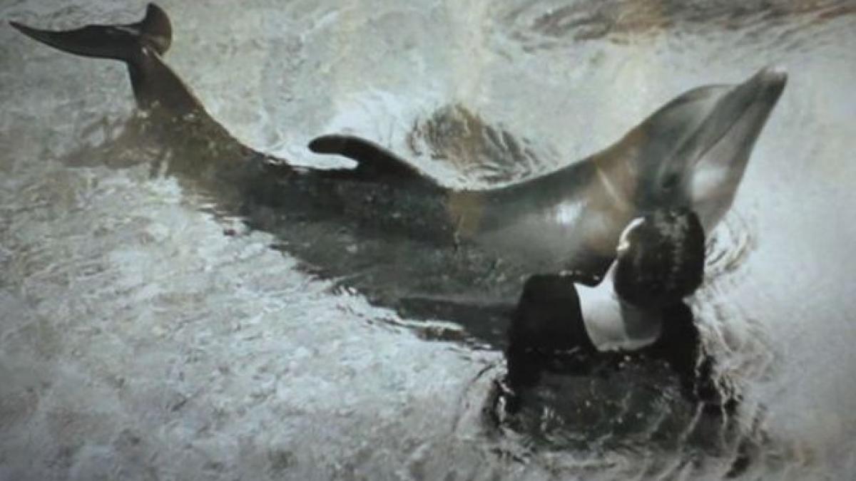 cel mai tulburator experiment nasa din istorie povestea delfinului care s a sinucis pentru o femeie