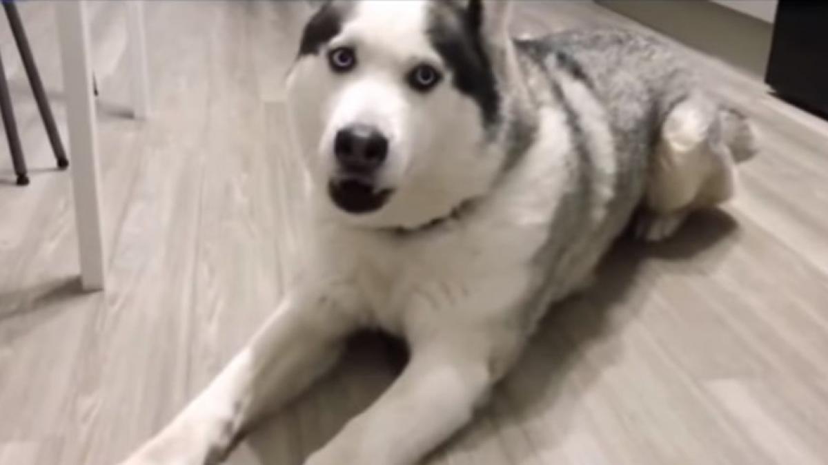momentul incredibil cand un husky ii spune stapanei sale ca o iubeste video