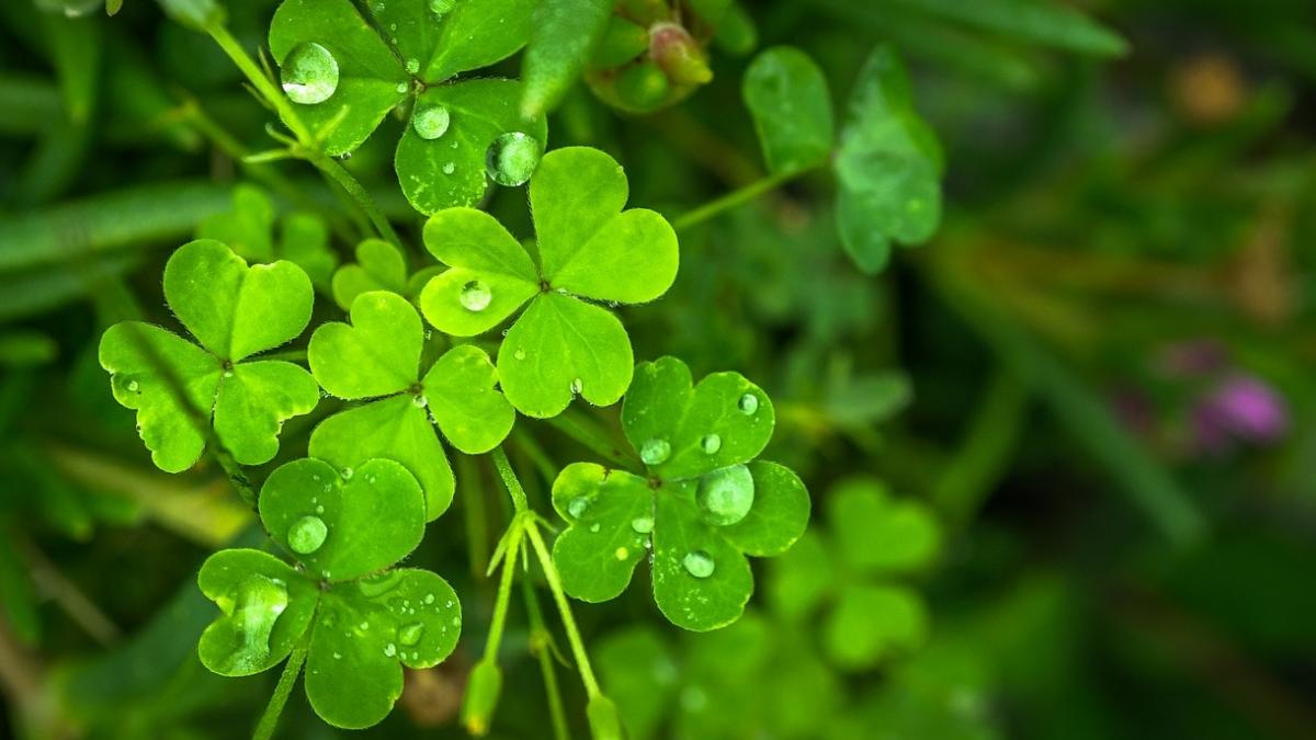 zodiile care vor avea noroc urias in urmatorii cinci ani