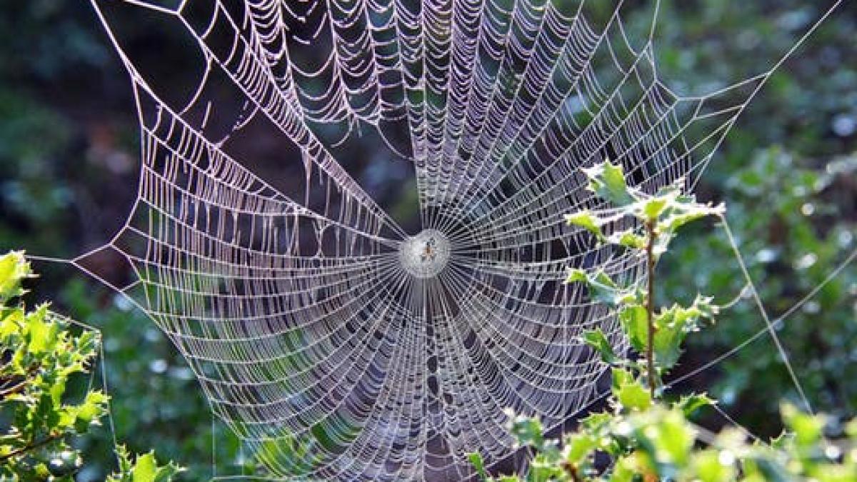 spaima internetului cum arata paianjenul cu zeci de picioare