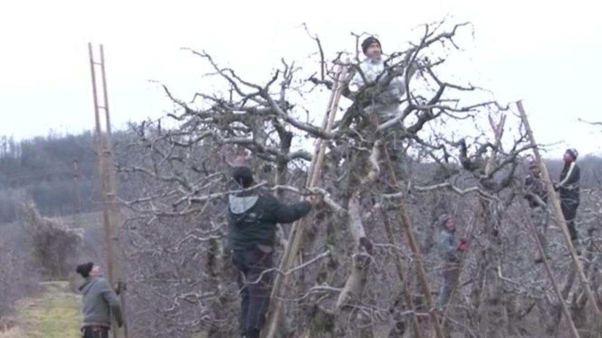 caldura din ianuarie da peste cap agricultura ce mesaj transmit autoritatile