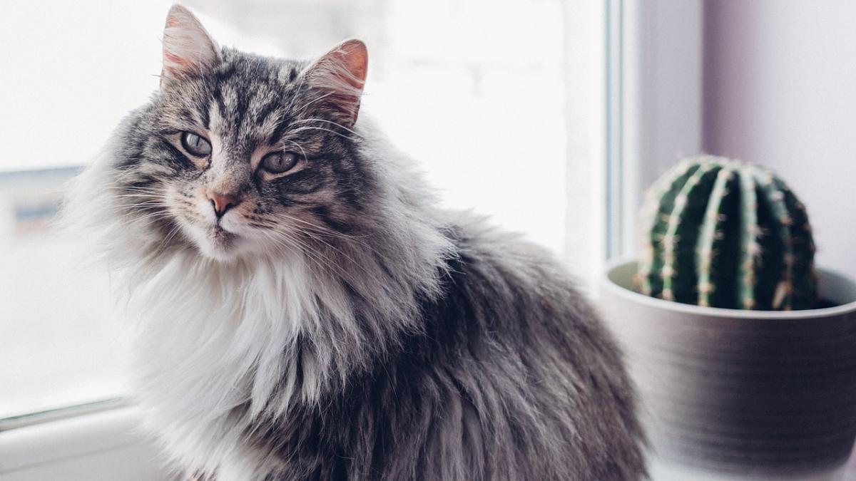 acestea sunt plantele de apartament otravitoare pentru caini si pisici