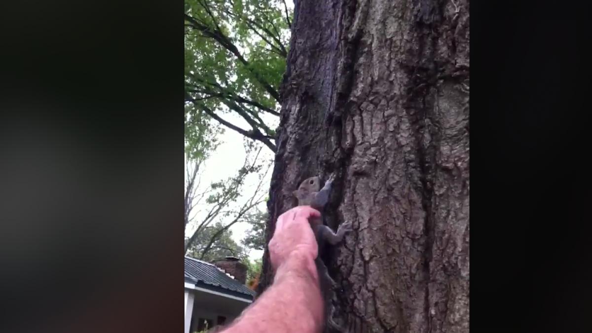 salvase un pui de veverita iar dupa ceva timp se pregatea sa o elibereze a asezat o pe scoarta unui