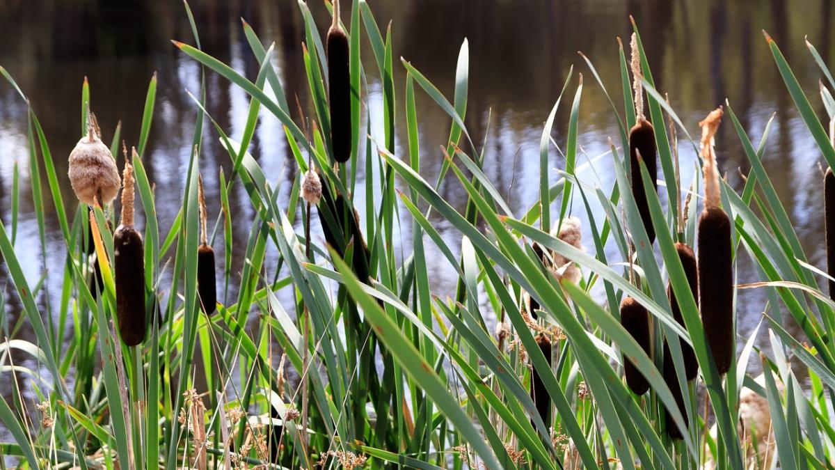 descoperire spectaculoasa in australia oamenii au ramas socati cand au vazut asta