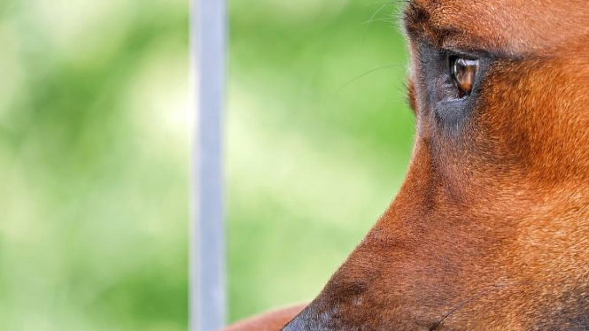 pedeapsa primita de un barbat din constanta dupa ce a omorat un caine cu o sabie
