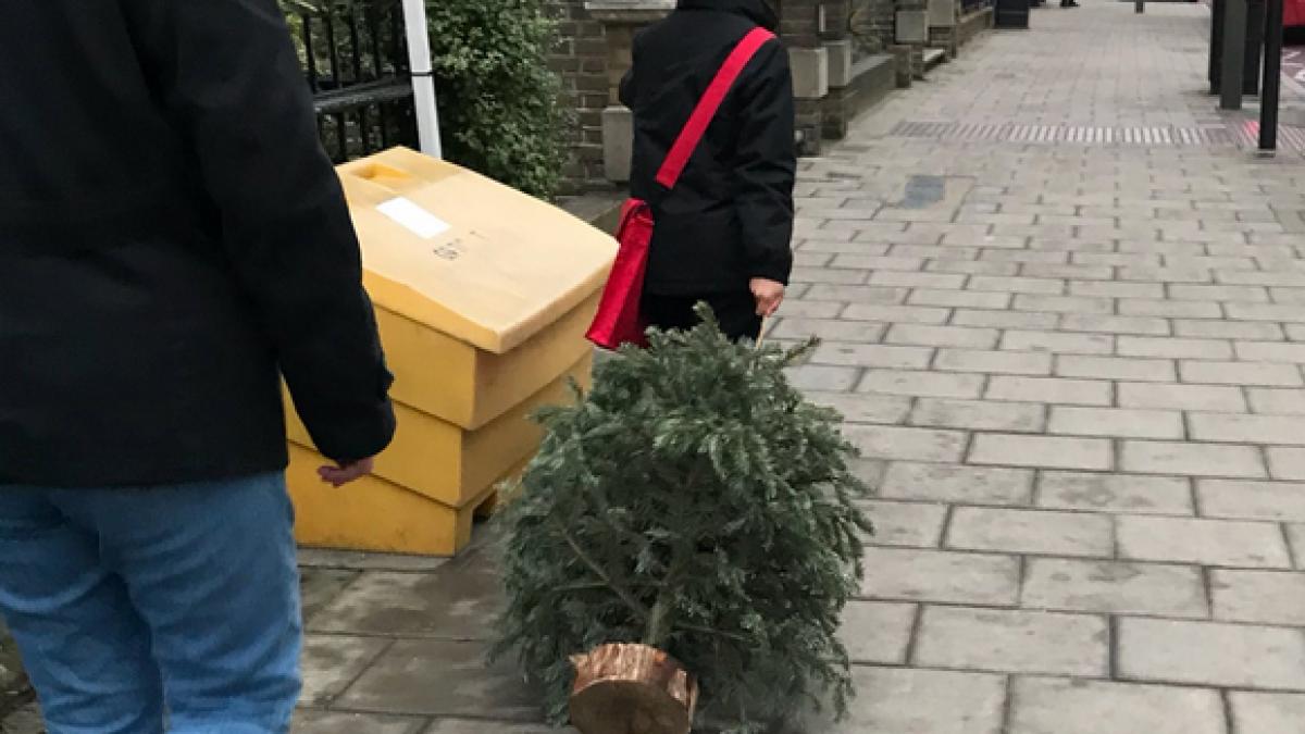 un copil a gasit pe strada un brad abandonat iar ceea ce a urmat i a facut pe cei prezenti sa