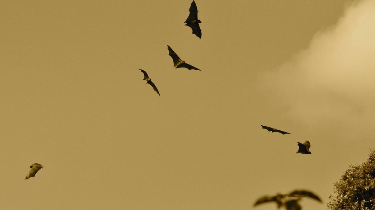 locul in care sute de lilieci au fost ucisi dupa ce creierul lor a fost prajit au inceput sa se