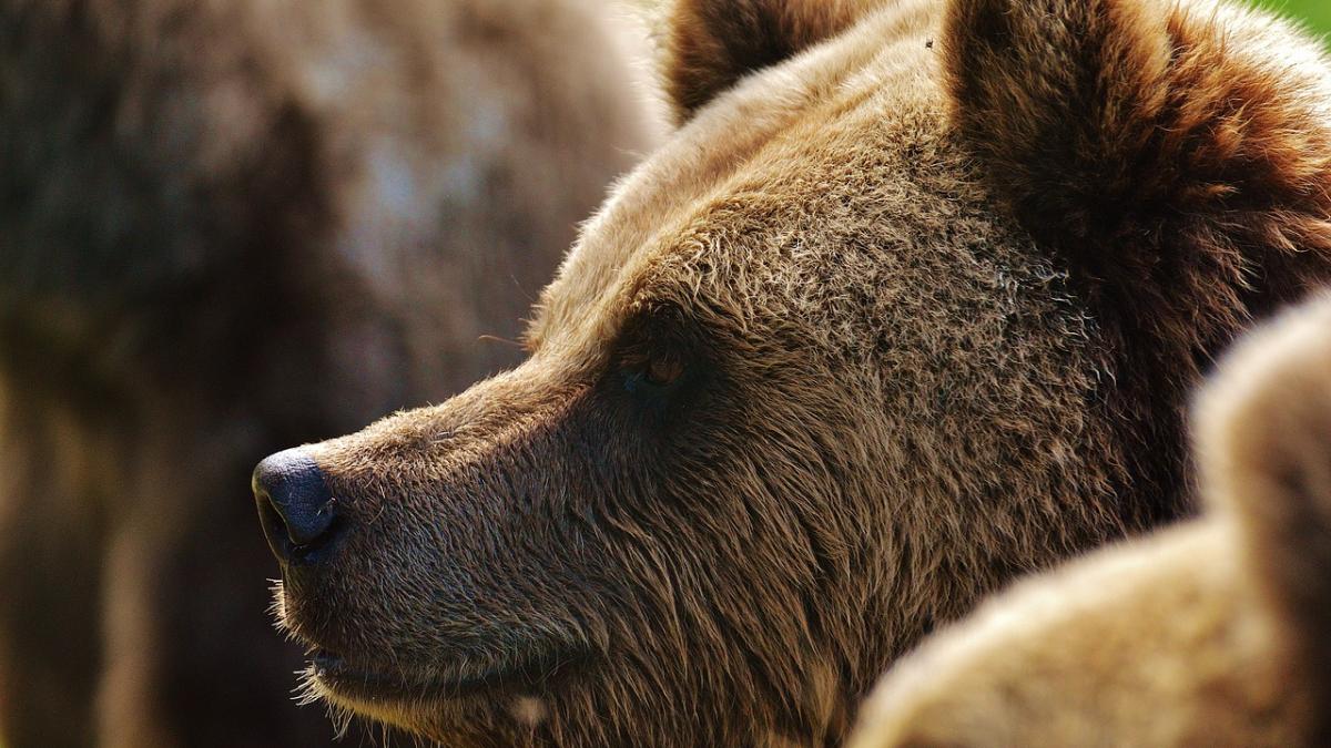 modul bizar in care se comporta ursii din romania in sezonul cand ar trebui sa hiberneze