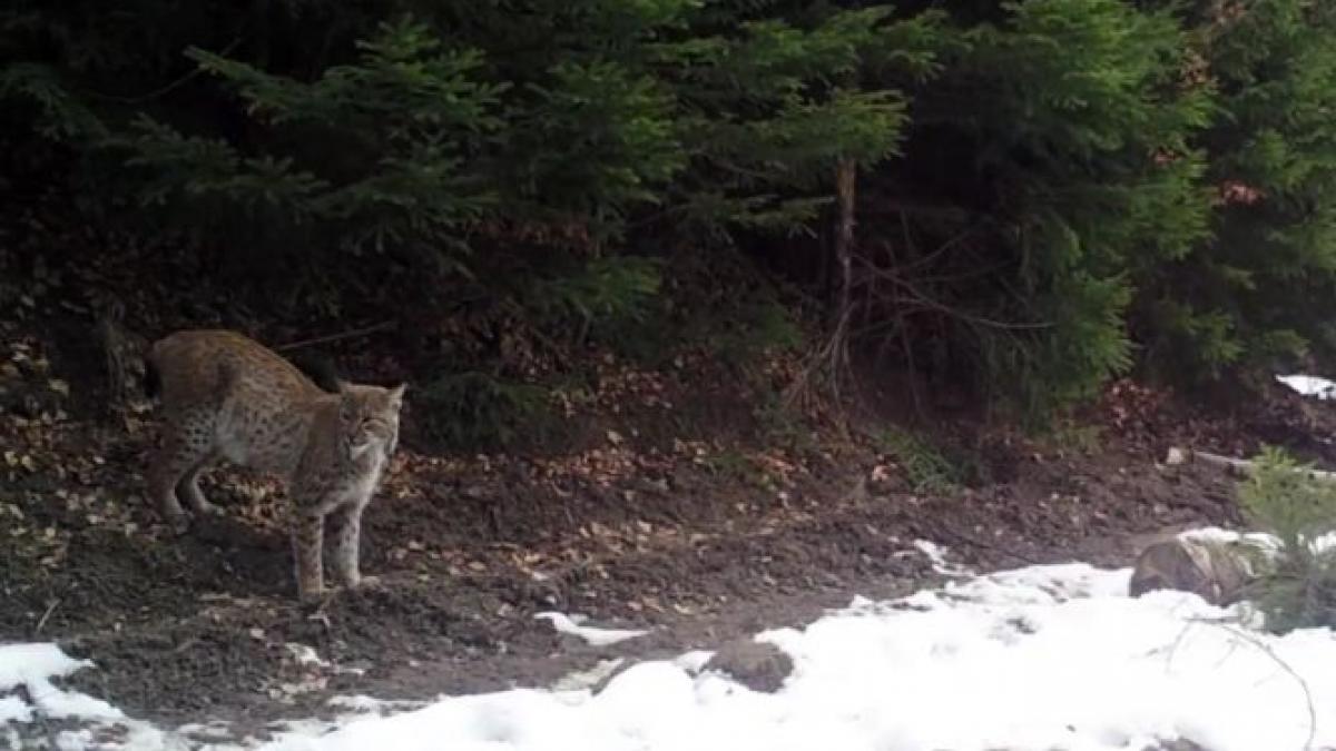 imagini rare in parcul national piatra craiului e prima aparitie in ultimii trei ani video