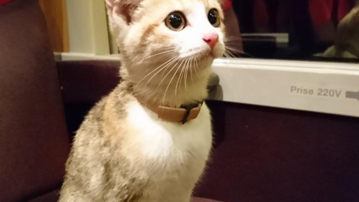 si a pierdut stapanii dar o pisica a reusit sa i gaseasca