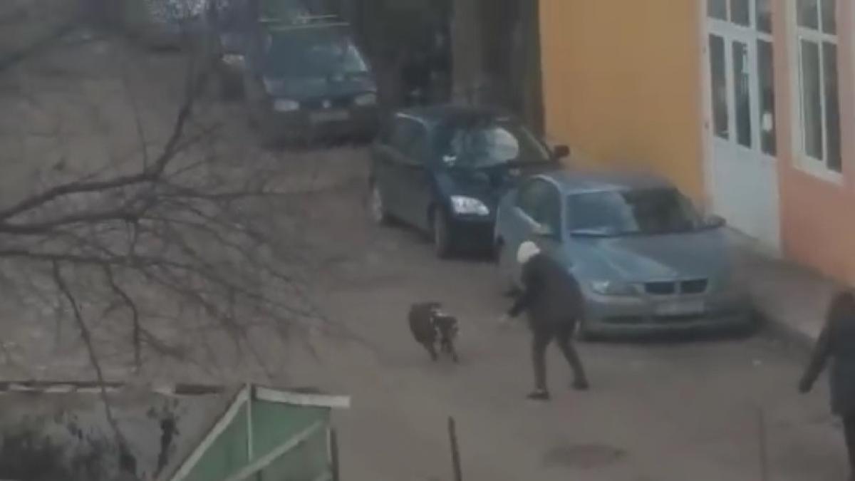  Incident cumplit la Iași. Doi câini au atacat un bărbat pe stradă și l-au castrat. S-a întocmit dosar penal pe numele proprietarei câinilor VIDEO