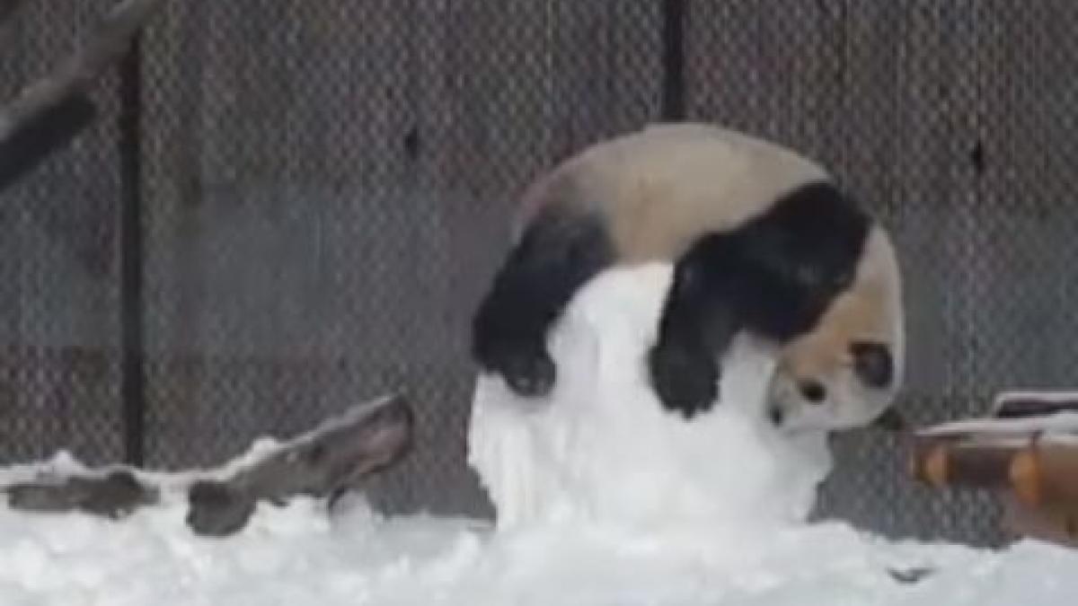 un urs panda surprins cand se juca cu un om de zapada video