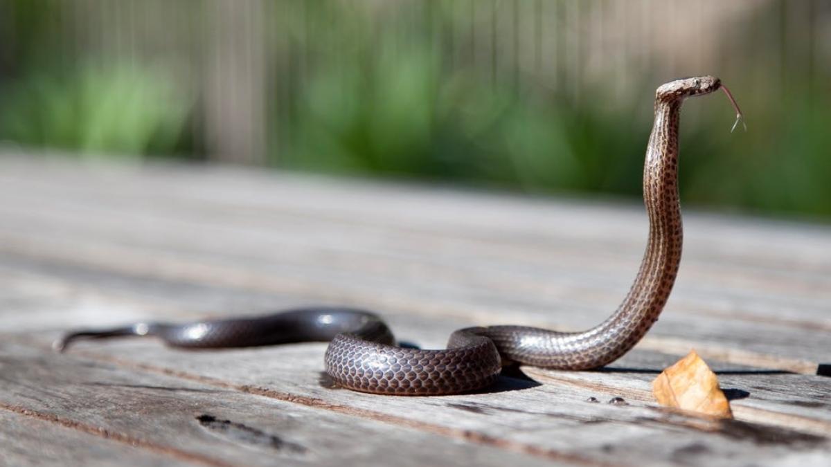 a fost muscat mortal de o cobra in timp ce incerca sa o faca mai putin periculoasa cum voia un