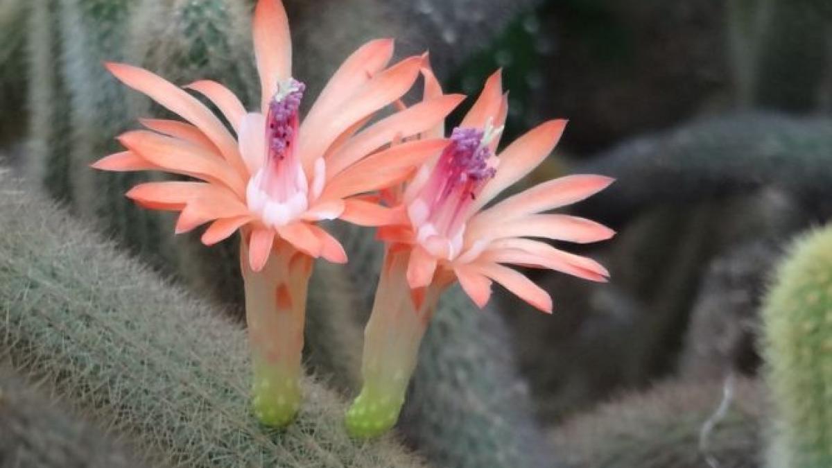 acesta este alimentul care va salva omenirea