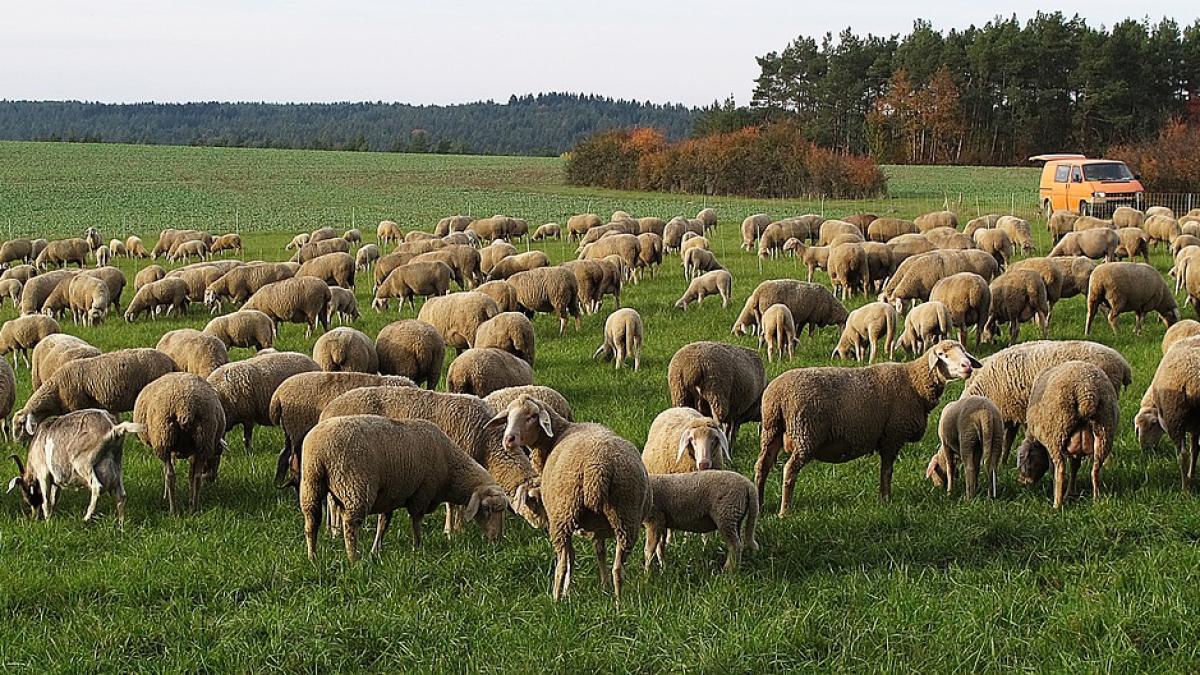 americanii au un dusman feroce teritoriul romaniei
