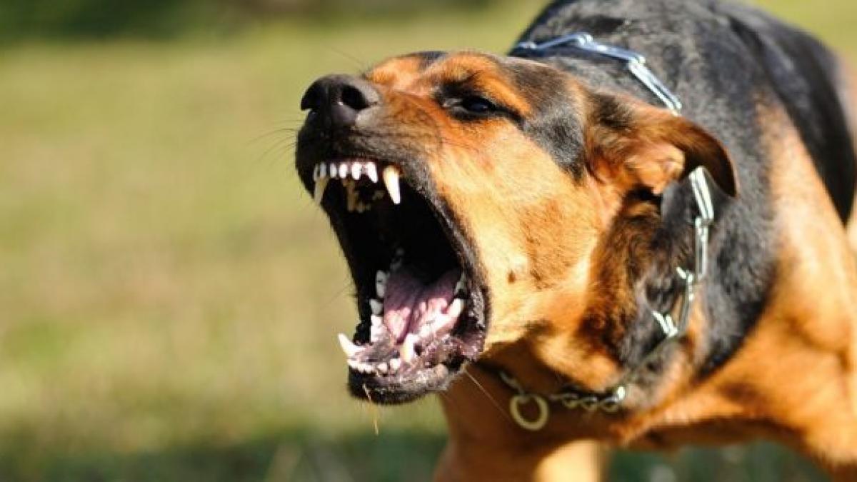 o femeie a ramas fara mani dupa ce a hranit cainele din curte