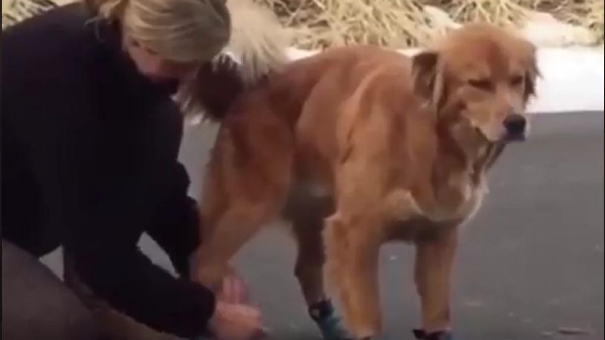 i au pus catelului papucei noi dar reactia animalului este incredibila era orice numai un caine nu