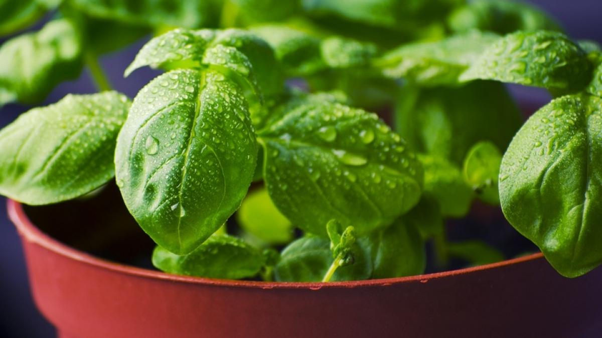 plantele care tin depresia la distanta trebuie sa le ai in casa