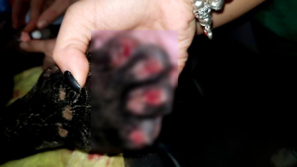 timisorean cautat pentru tratamentul ingrozitor la care l a supus pe un catel