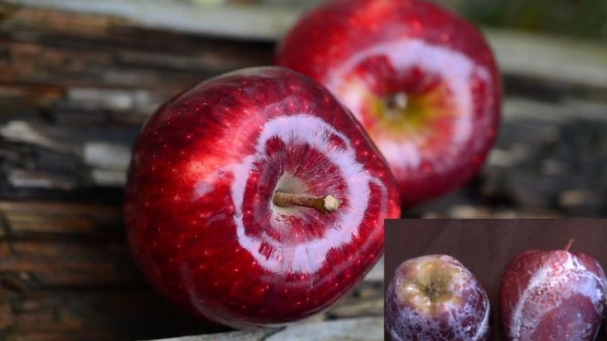 de ce sunt merele lucioase testul simplu prin care afli daca mananci mere lustruite cu ceara video