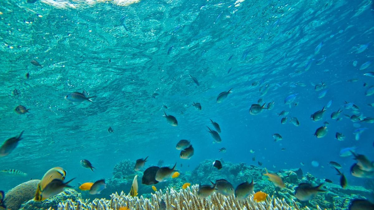 zeci de milioane de dolari pentru o operatiune de salvare fara precedent se doreste eradicarea