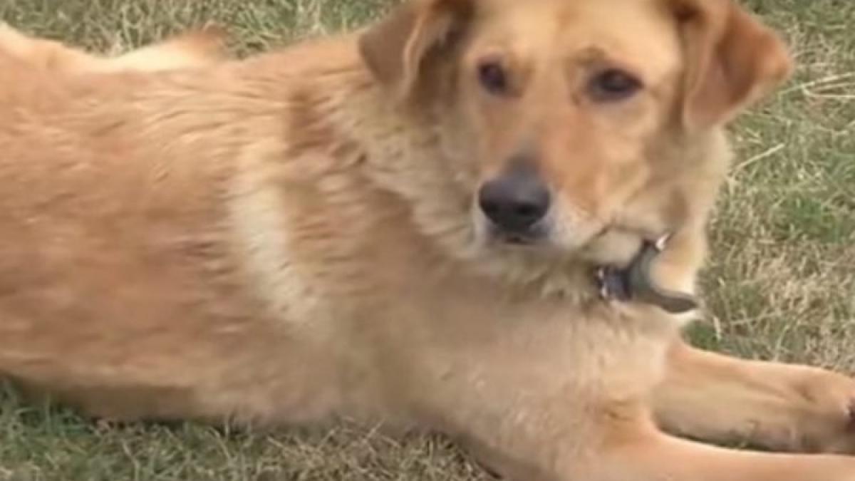 au gasit un caine inghetat care a inceput sa planga atunci cand oamenii s au apropiat de el cand au