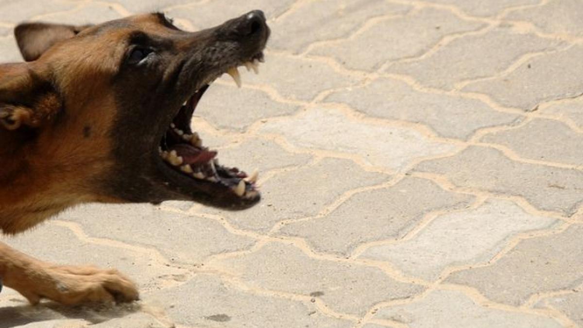 amenda primita de o femeie din constanta care nu si a supravegheat cainele periculos in apropierea