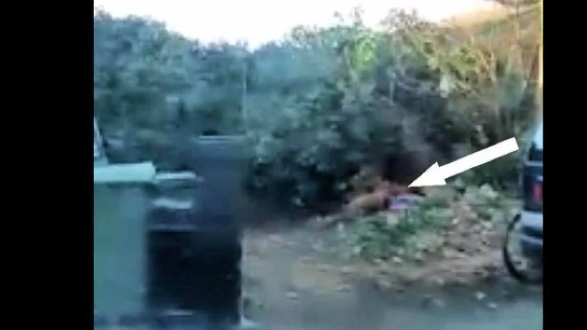 se apucase de facut curat in gradina cand a descoperit o saltea veche cand a dat o la o parte a