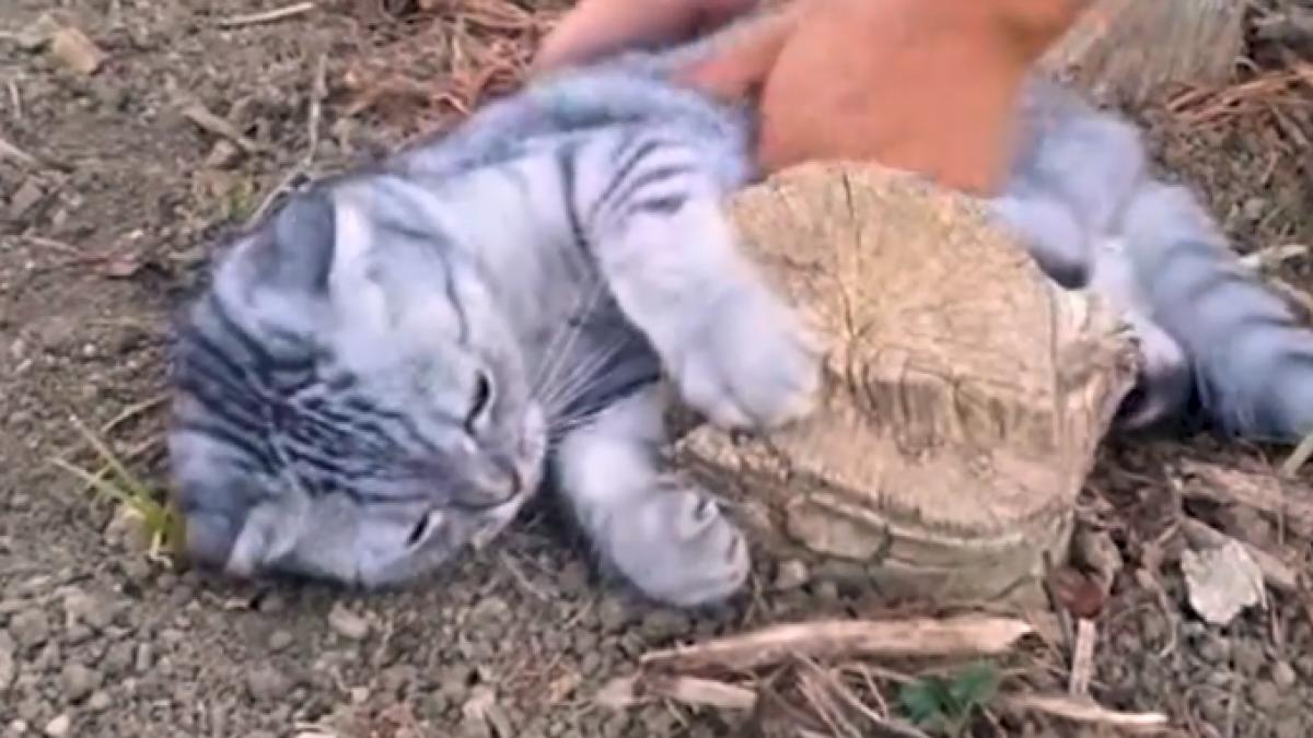 video luigi pleaca acasa doar cand vrea el