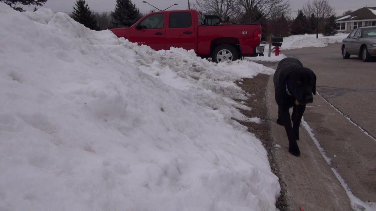 a vazut un caine care se indrepta direct spre el s a apropiat dar animalul a luat o la fuga s a dus