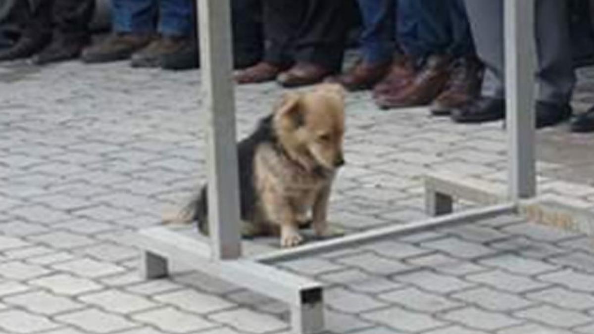 in fiecare zi cainele pleca de acasa pentru cateva ore intr o zi s a decis sa l urmareasca cand a