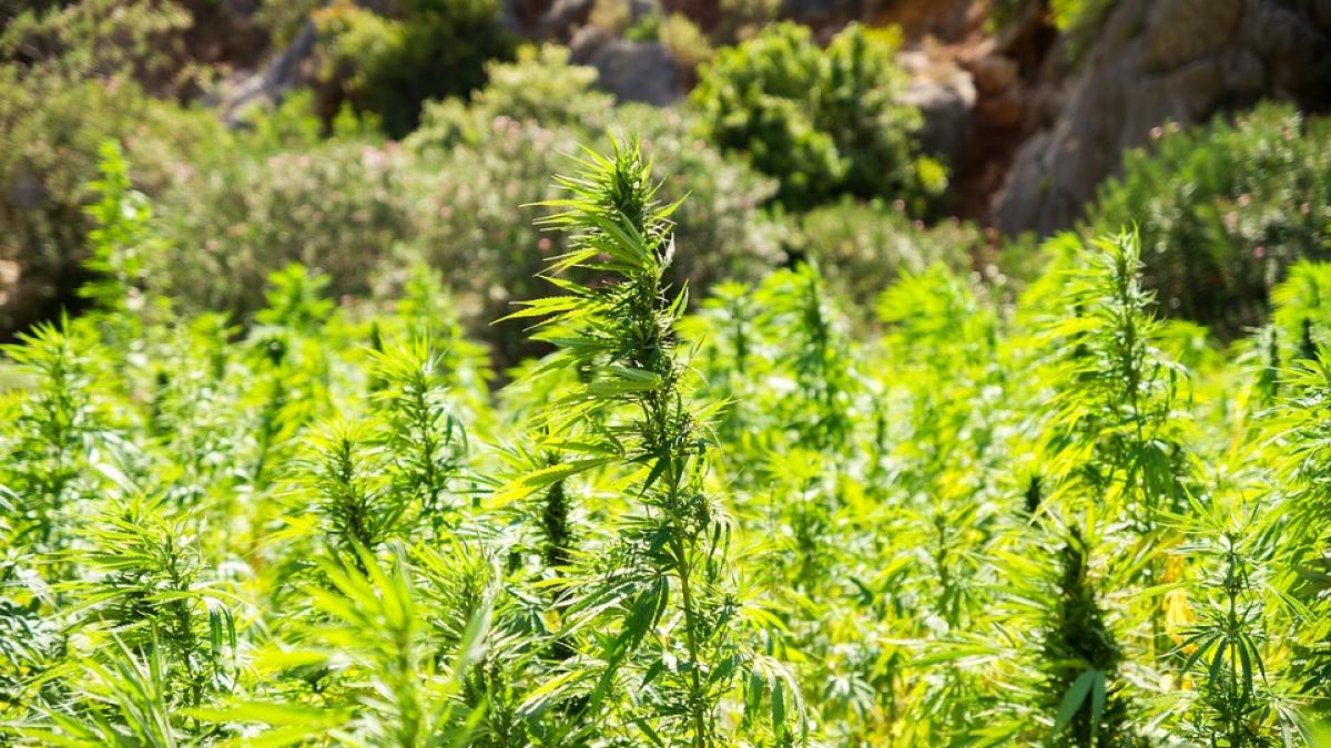 americanii vor sa cultive canabis in transilvania la cat se ridica investitia