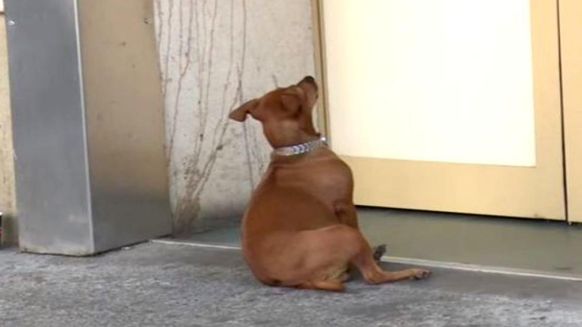 au vazut o catelusa asteptand in fata usii unui spital din iasi cand i au aflat povestea toti au