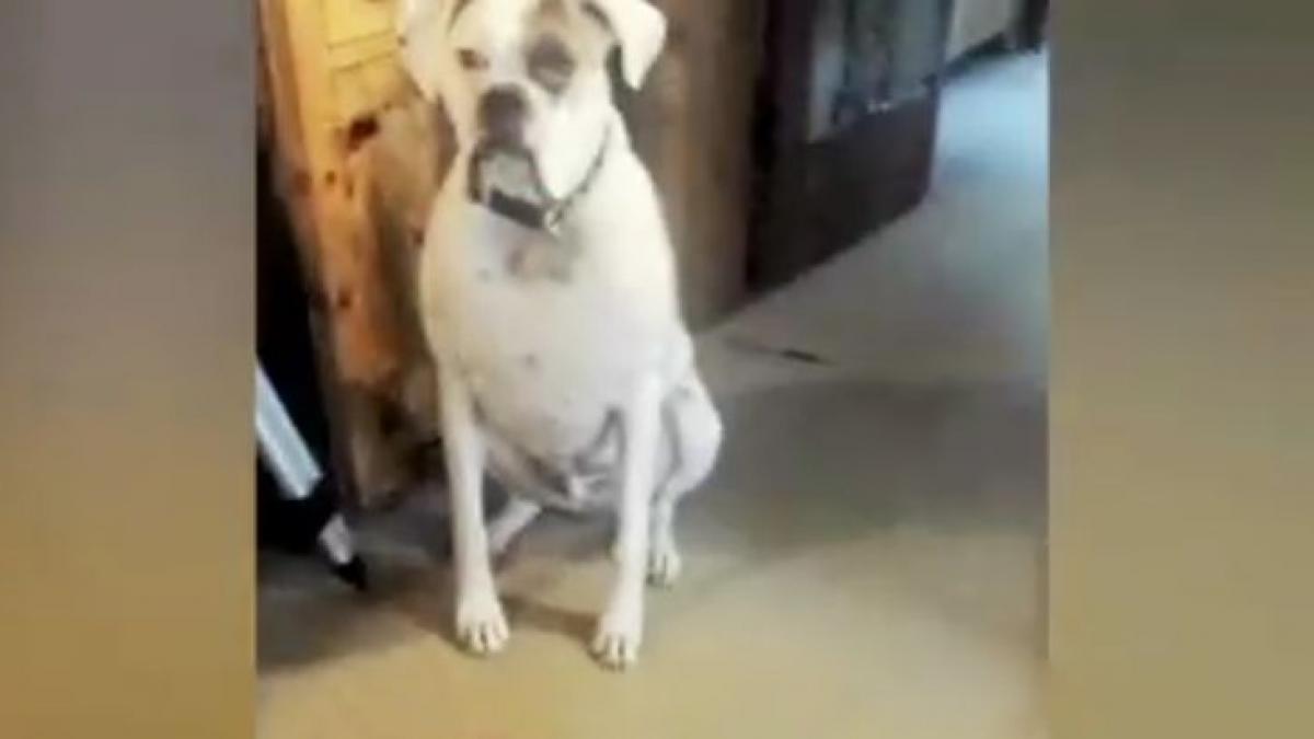 auzea zgomote ciudate din sufragerie asa ca s a grabit sa vada ce se intampla cand a vazut ce facea