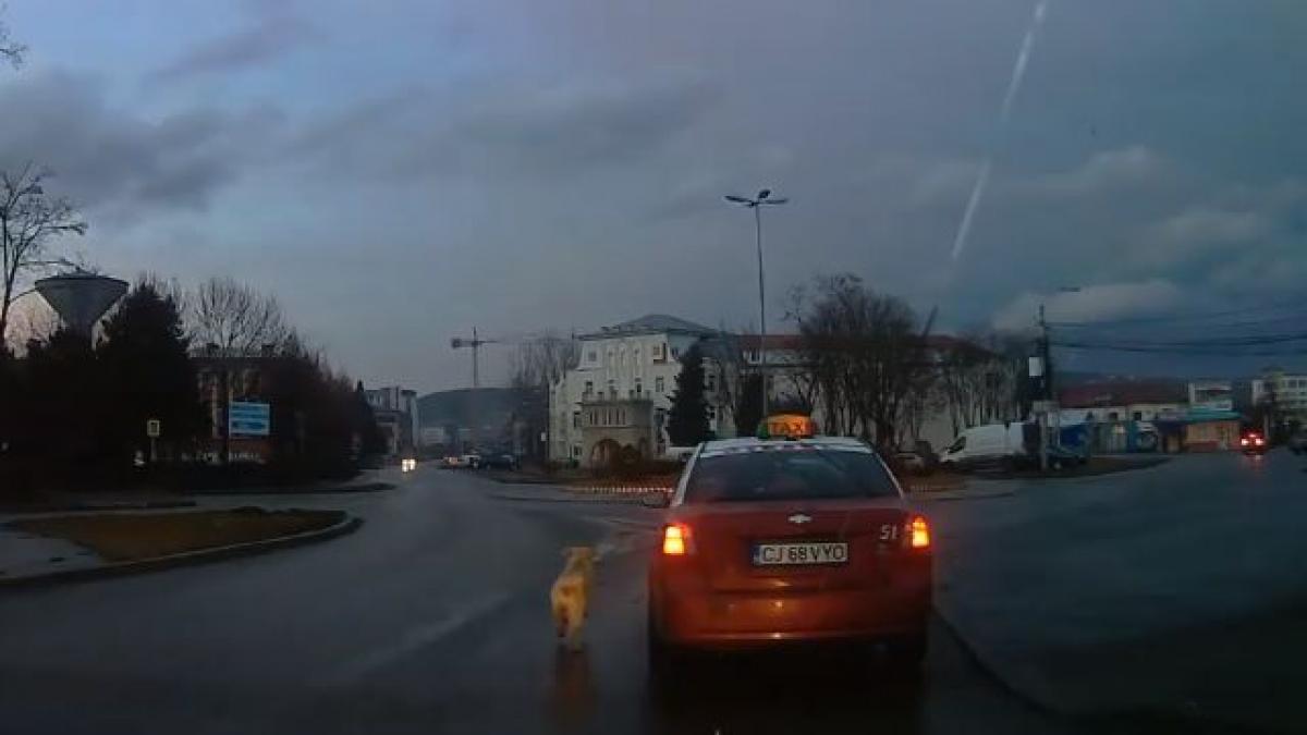 imaginile cu un caine legat de taxi au creat isterie pe internet motivele stapanului sunt
