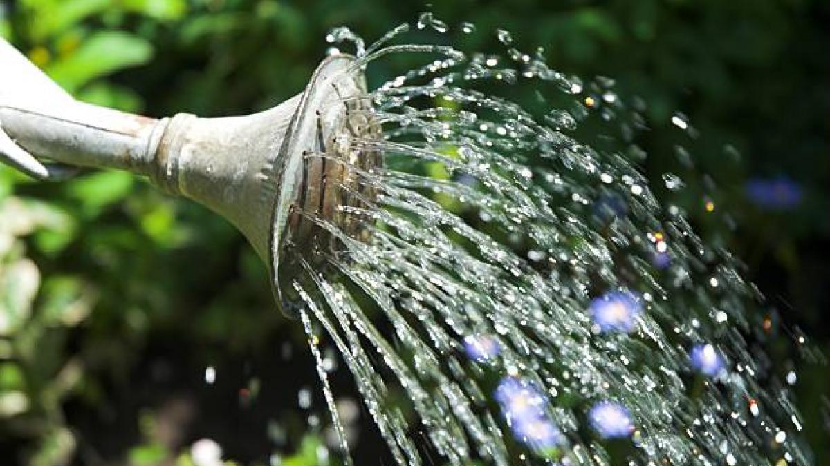 inainte sa moara o femeie a avut o singura dorinta i a cerut sotului sa ude zilnic florile iar