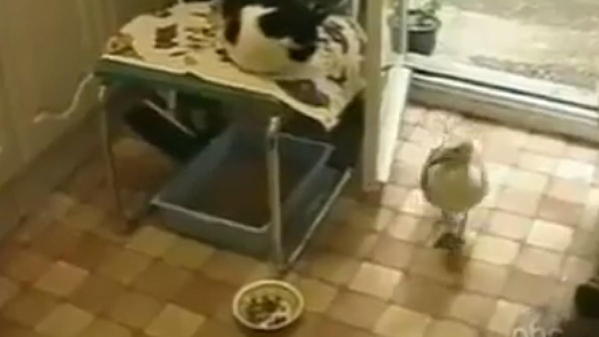 un pescarus a intrat in casa si a inceput sa manance din farfuria pisicii ce a urmat este incredibil