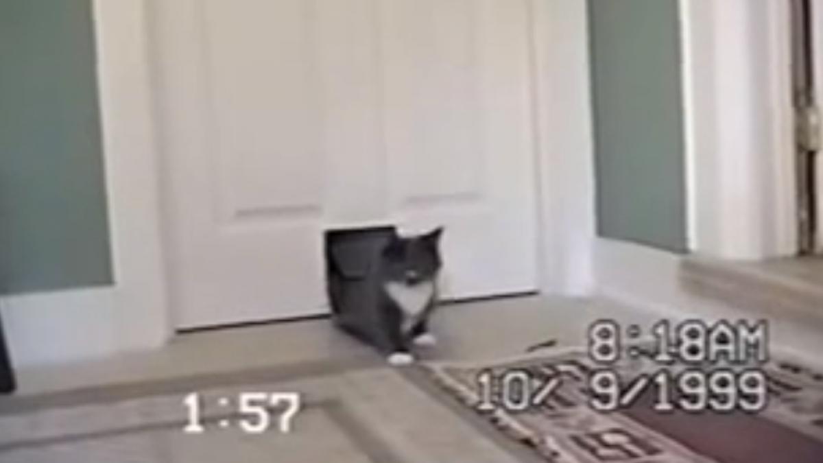 pisica a venit acasa dar nu singura stapanii au ramas fara cuvinte cand au vazut ce intra pe fanta