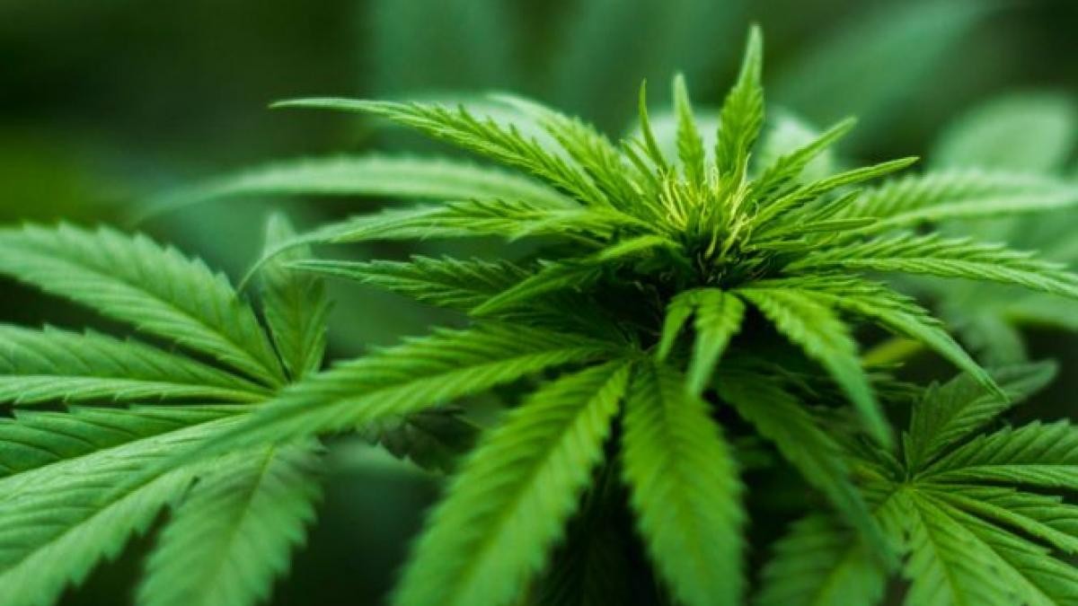 propunere controversata romanii ar putea sa cumpere in curand marijuana de la farmacie