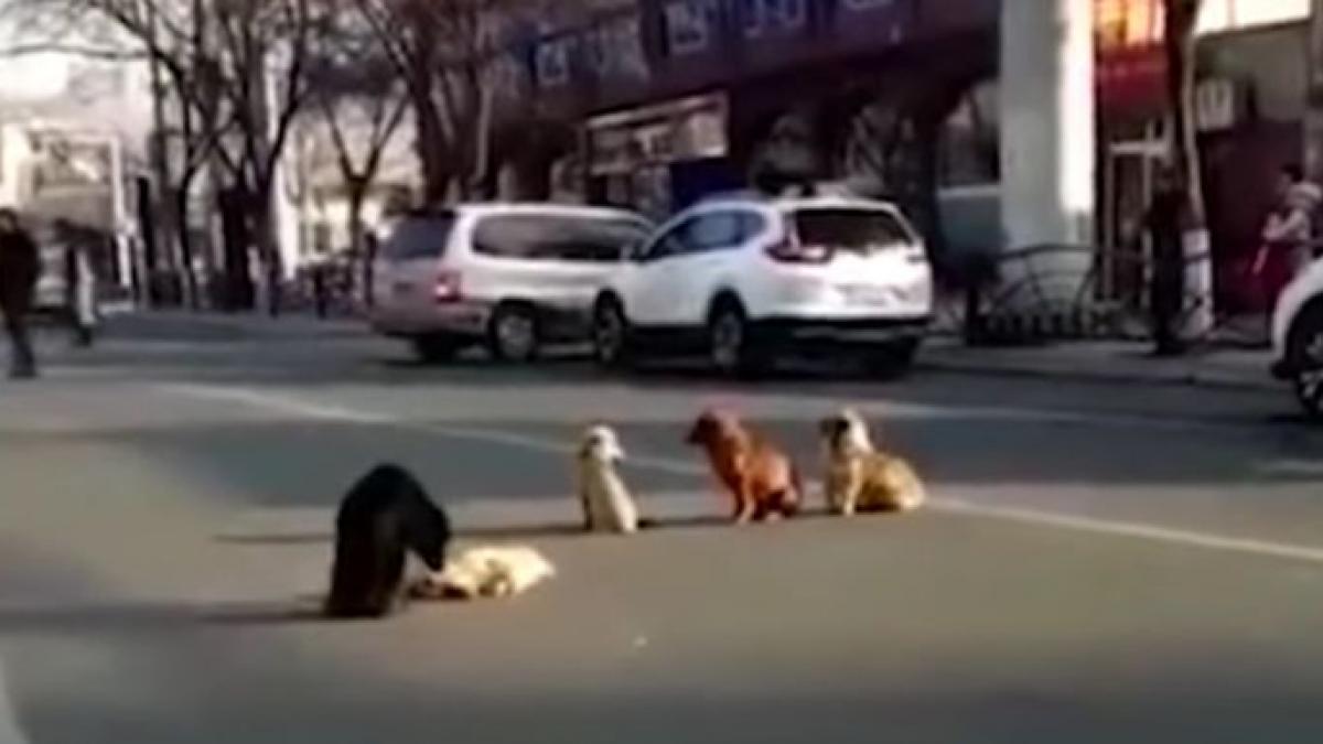 au vazut patru catei stand in mijlocul unei strazi aglomerate animalele nu se miscau nici la