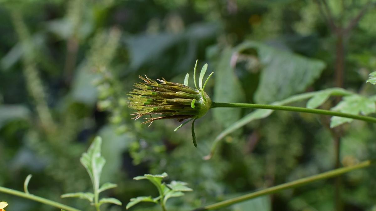 romanii vor risca amenzi drastice daca nu distrug ambrozia de pe propriile terenuri cat risca sa