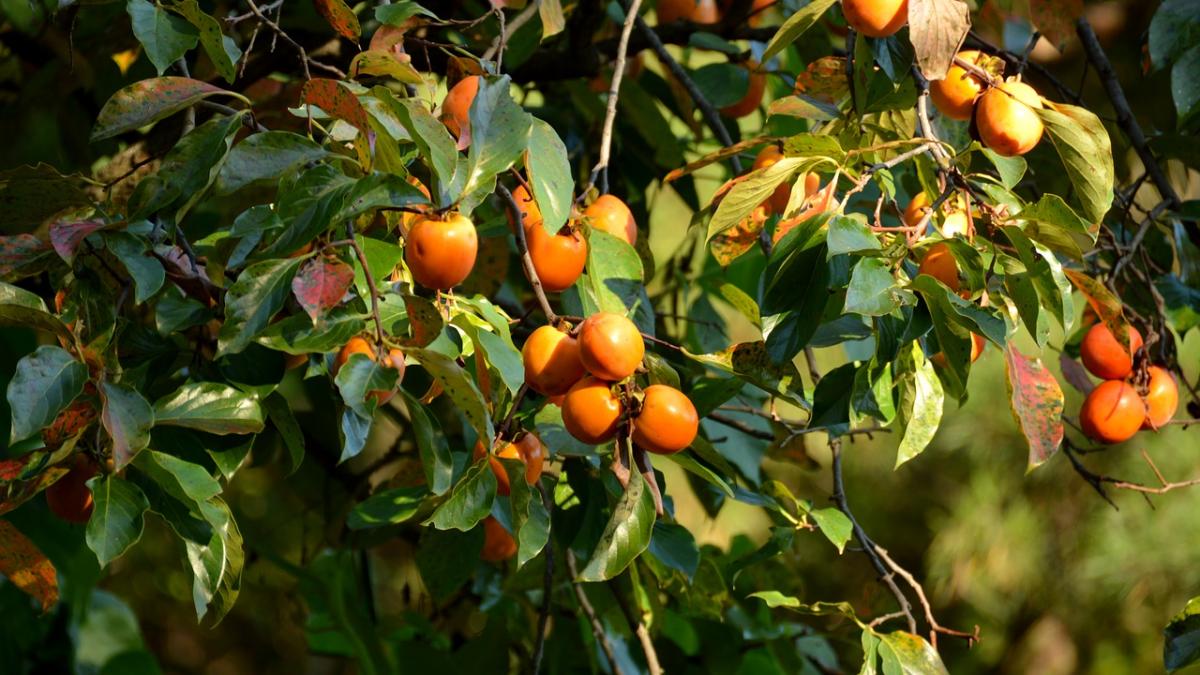 fructele care contin cel mai mult zahar evita le daca vrei sa slabesti