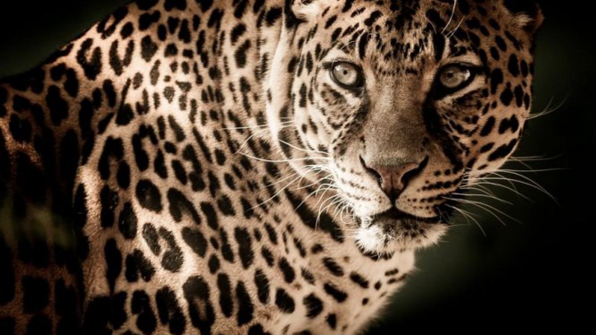 locul unde nu ai voie sa porti haine care imita leopardul motivul pentru care a fost luata aceasta