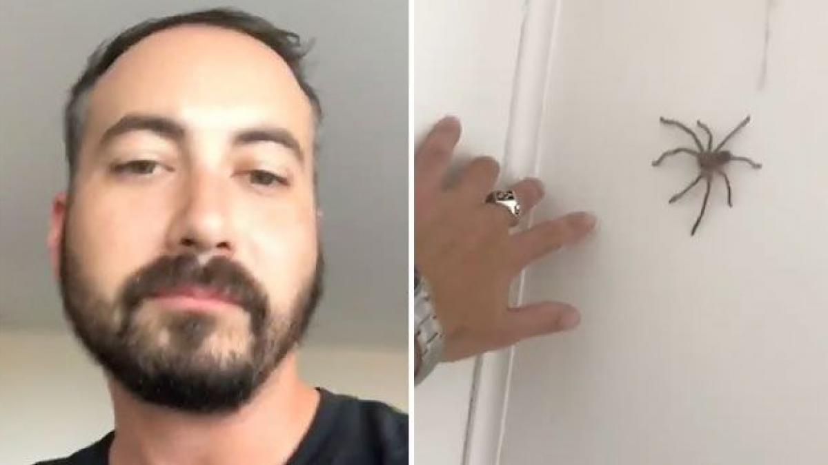 a vazut un paianjen pe perete dar in loc sa scape de el barbatul a decis sa se joace ce a urmat