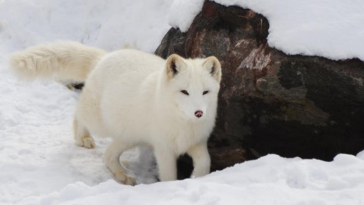 o vulpe polara libera pe strazile din constanta