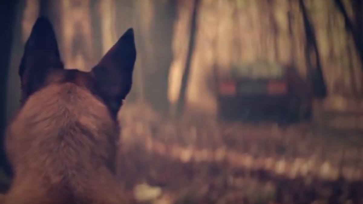 si a dus cainele intr o padure departe de casa si l a parasit ce a urmat dupa asta a emotionat o