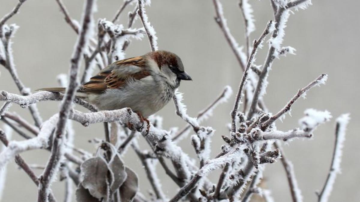 vremea se incalzeste la bucuresti regiunile unde vor fi ploi si ninsori