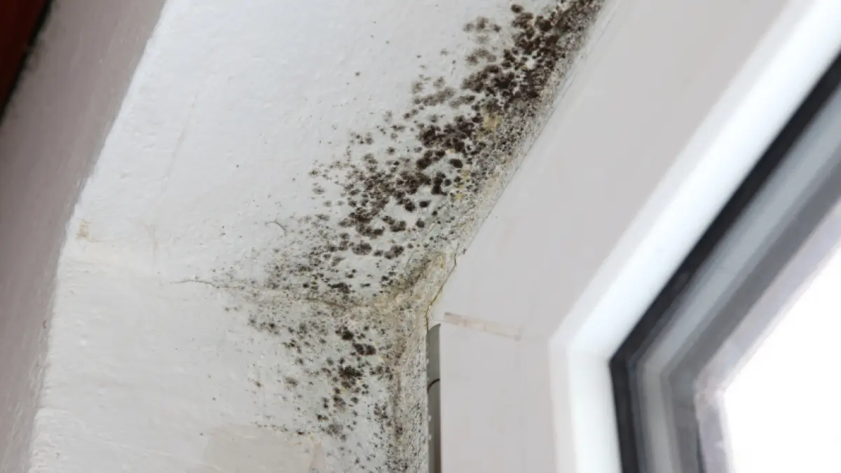 acesta este uleiul care te scapa pentru totdeauna de mucegai remediul complet natural
